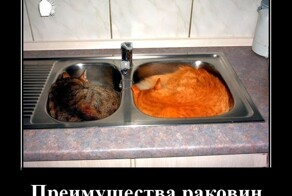 Демотиваторы: мужское общество, совещание и халява