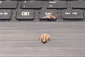 Паук охотится на муху⁠⁠