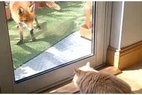 Страшнее кошки зверя нет 