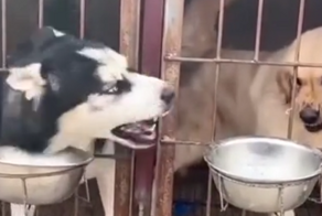 Псу достался "замечательный" сосед