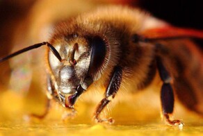 В Никарагуа шесть пассажиров автобуса погибли после атаки пчёл-убийц