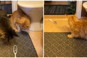 Кот напугал своего нервного сородича