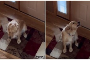 Пёс решил, что его оставили одного дома