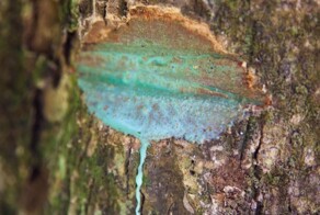 Источающее металл дерево