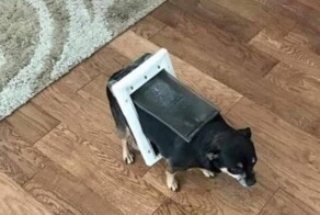 15 придурковатых животных, которые решили привлечь к себе внимание