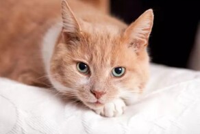 Австралийская семья ищет няню для своей кошки