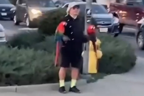 Весельчак выгуливает своих попугаев