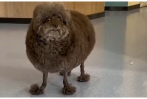 Котлета на палочках: пёс в шоке от новой стрижки