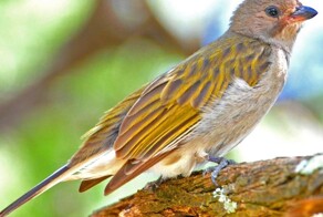 Маленький, но коварненький: невзрачная пичужка, которая ведёт к сладостям, а приводит в пасть льва