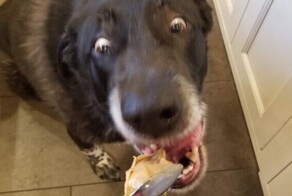 30 собак-чудиков, которые зарядят доброй порцией позитива