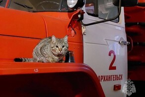 Первый в России отряд кошек-пожарных сформировали в МЧС