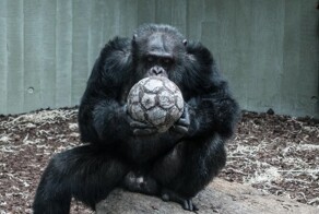 Ученые выяснили, что у&nbsp;шимпанзе есть свой примитивный язык. Поразительно!