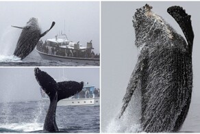 Огромный горбатый кит выпрыгнул из воды в нескольких метрах от лодок с наблюдателями