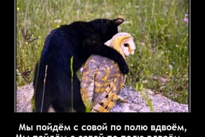 Демотиваторы: русский след, пионеры и котики