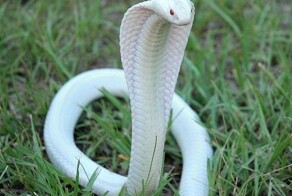 В жилой дом в Индии заползла кобра-альбинос