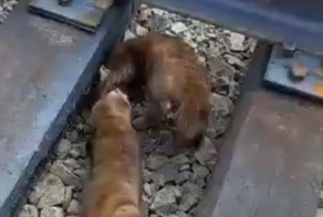 Лихая схватка двух соболей