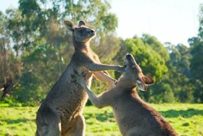 Почему в Австралии хотят отстреливать кенгуру