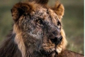 Старейший лев в дикой природе  погиб от рук людей