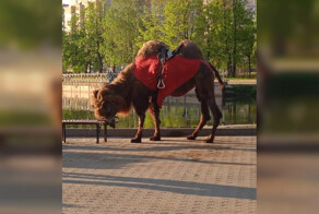 В Ярославле кто-то на целый день привязал верблюда к лавке