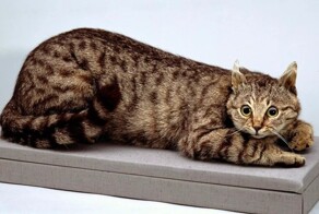 Крымский Том: пушистый полосатик, спасший от голодной смерти незадачливых оккупантов