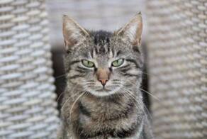 Голландские кошки