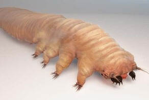 Демодекс: клещи, которые обитают на нашей коже