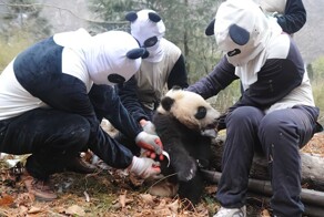 20 интересных фотографий и фактов с просторов Сети