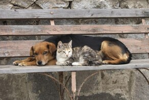 В Госдуме приняли в первом чтении законопроект, который разрешит усыплять бездомных животных