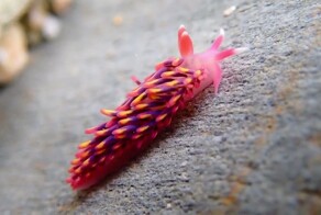 В водах Британии заметили редчайшего слизня