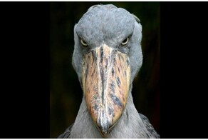 Королевская цапля: уникальный хищник