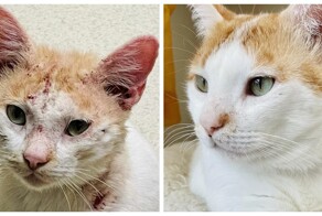 13 счастливых питомцев, которые почти потеряли надежду обрести дом