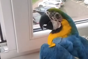 Умный попугай всегда возвращается домой после полётов