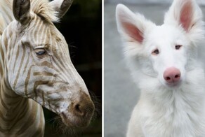 17 удивительных животных альбиносов, чей белоснежный окрас делает их настоящими жемчужинами природы