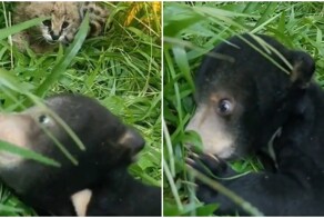 Кто здесь⁠⁠? Котёнок сервала напугал медвежонка