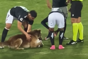 Пёс выбежал на поле и отобрал мяч у футболиста