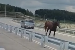 Бегущая по дороге лошадь чуть не врезалась в автомобиль