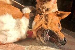 Кот – не только милота, но и котогопота