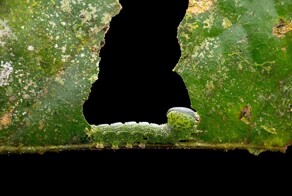 Победители и финалисты конкурса фотографий крупным планом на тему «Минимализм»