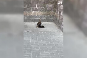 Спасение утки с утятами, которые заблудились в каменных джунглях