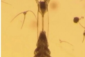 Странное создание, обнаруженное в глубинах арктических льдов