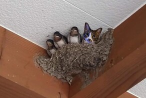 15 угарных питомцев, которые обязательно поднимут настроение