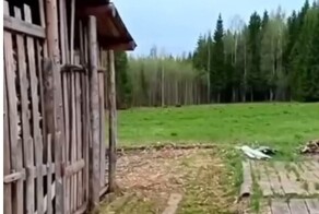"Ну-ка, бегом отсюда!": россиянин криком прогнал медведицу с медвежатами
