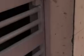 Наблюдательный пункт любопытного пса