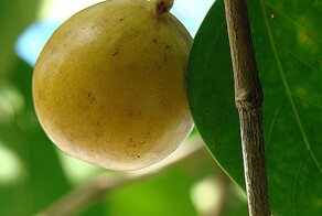 Дерево смерти – самое опасное на Земле