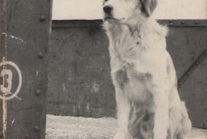 Лампо: пёс, прославившийся благодаря любви к путешествиям