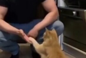 Дрессированный кот выполняет команды хозяина