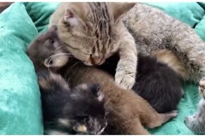 Кошка приютила детёныша выдры
