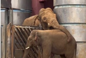 В Московском зоопарке слоны вынуждены обниматься через забор