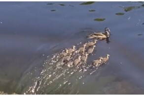 Напряженный момент из жизни утиного семейства