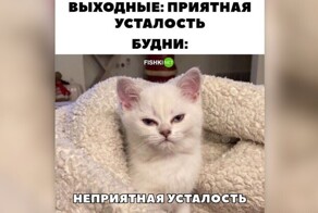 Когда лень — это не только состояние человека, но и образ жизни